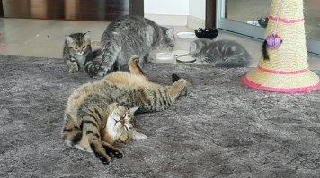 Когда котята растут в полной семье.