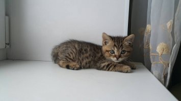 Наш кот просто вылитый