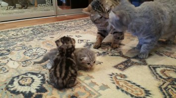 Когда котята растут в полной семье.