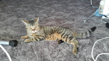 Наш кот просто вылитый