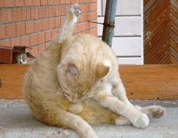 Забавные комментарии из социальных сетей