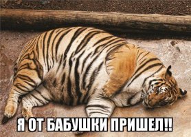 15-килограммовый кот нашел новых хозяев и сел на диету