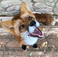 Вдруг кому пригодится?)))