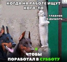 50 четвероногих чудаков, попавших в неловкие ситуации