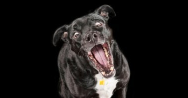 50 четвероногих чудаков, попавших в неловкие ситуации