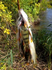 А вы что по тайге не ходите рыбку не собираете????
То на ветке муксун`чика найдёшь то хариусика в травке