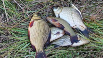 А вы что по тайге не ходите рыбку не собираете????
То на ветке муксун`чика найдёшь то хариусика в травке