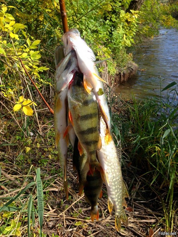 А вы что по тайге не ходите рыбку не собираете????
То на ветке муксун`чика найдёшь то хариусика в травке