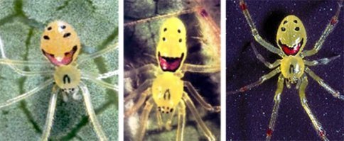 Небольшая подборка паучков