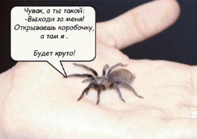 Небольшая подборка паучков