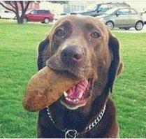 50 четвероногих чудаков, попавших в неловкие ситуации