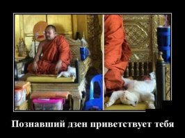 Кошачьи демотиваторы