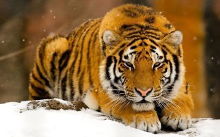 Вот когда полосатая котейка выглядит таким образом, тут надо сразу же делать ноги во всю прыть, оставляя за спиной более толстых и медленных спутников.