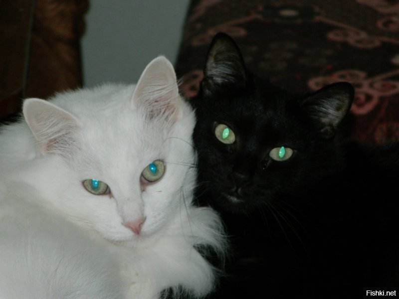 Мои.Белый-кот Миша,черная-кошка Маша.:)