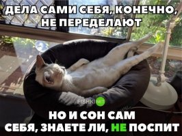 Кошачьи демотиваторы