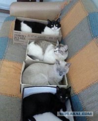 Кошачьи демотиваторы