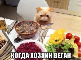 Кошачьи демотиваторы