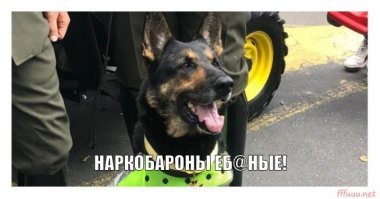 Колумбийские мафиози готовы заплатить 70 тысяч долларов за голову пса