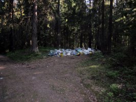 А у нас кто-то мусор в лес выбрасывает. Поймать бы за руку и задать дрозда.
