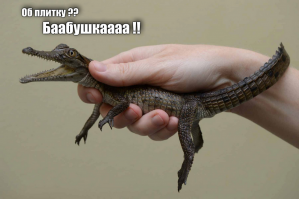 Третий лишний! Крокодил напугал парочку, резвившуюся в бассейне отеля
