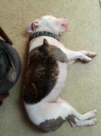 Кот или собака? Кого лучше завести