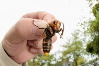 А чо он Vespa mandarinia не попробовал? А то шкала боли всего до 4-х, как-то слабовато.