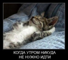 Кошачьи демотиваторы