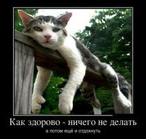 Кошачьи демотиваторы