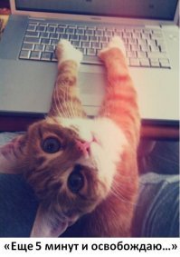 Кошачьи демотиваторы