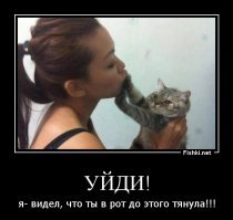 Кошачьи демотиваторы