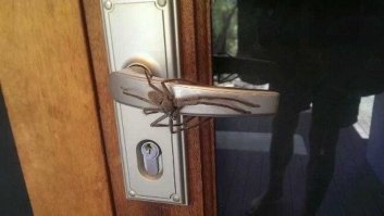 Небольшая подборка паучков