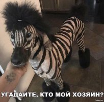 Египетский зоопарк решил обмануть посетителей, выдав ослов за зебр