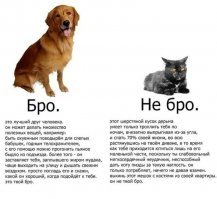 Кот или собака? Кого лучше завести