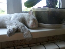 кот улыбается во сне.