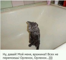 Кошачьи демотиваторы