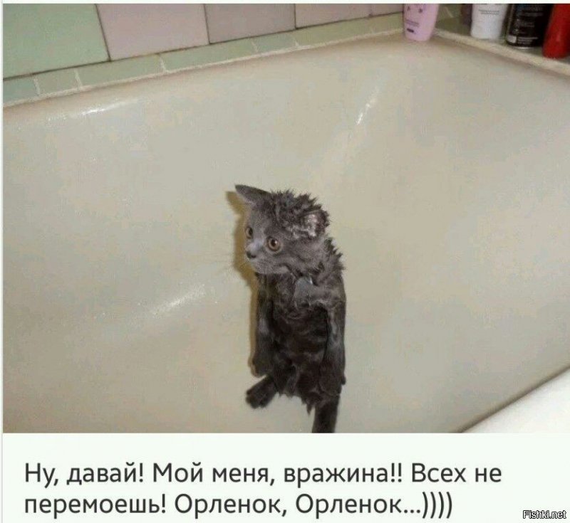 Кошачьи демотиваторы