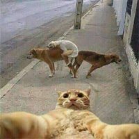 Плодятся много. Так примерно.