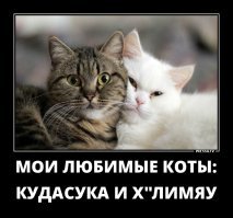 Дайкичи и Фуку-Чан - кошки, которые гуляют вместе со своим хозяином