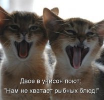Подражая котоматрице