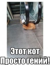 Подражая котоматрице