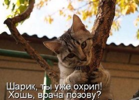 Подражая котоматрице