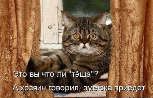 Подражая котоматрице