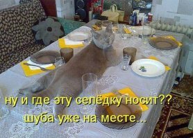 Подражая котоматрице
