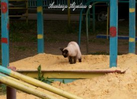 комиссия производит оценку качества песка