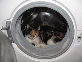 И так тоже может. Из стиралки хрен выгонишь... ;)