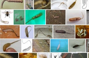 Если в великобритании,то очевидна связь с россией.
Так как в у нас их полно: