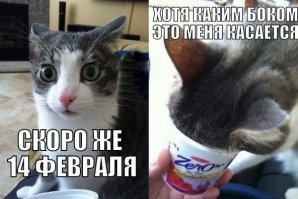 10 нюансов, о которых нужно знать, прежде чем обзавестись котом