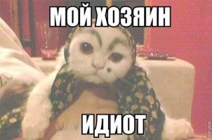 10 нюансов, о которых нужно знать, прежде чем обзавестись котом