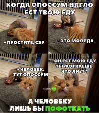 Подражая котоматрице