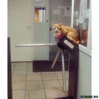 Подражая котоматрице